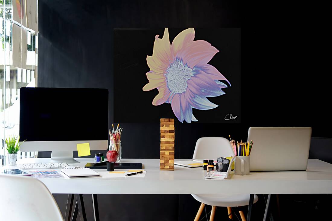 Silver and Pink Sunflower on a Black Background Reproduction