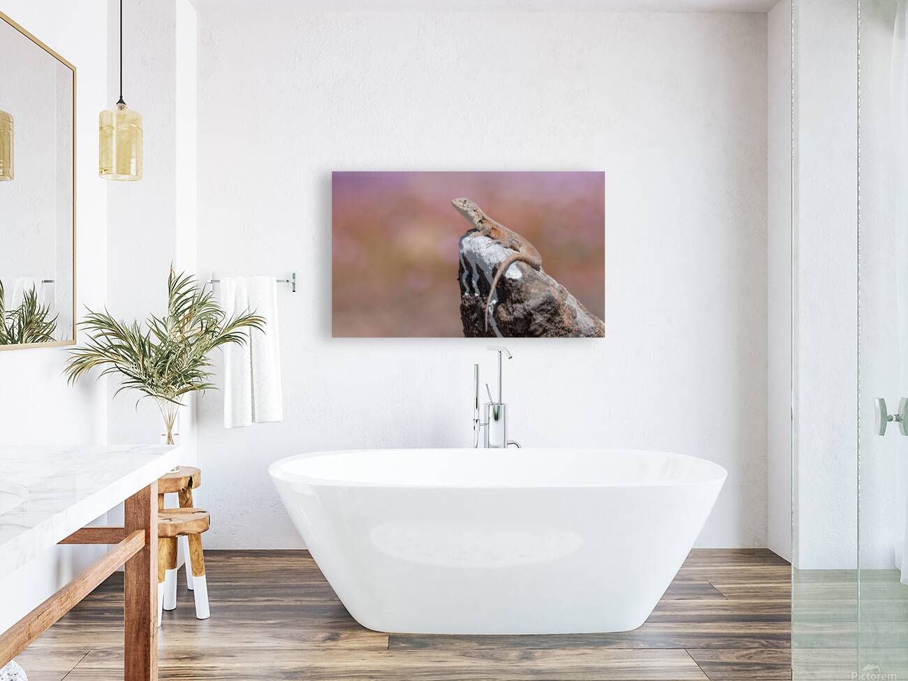 Liolaemus nigromaculatus Reproduction