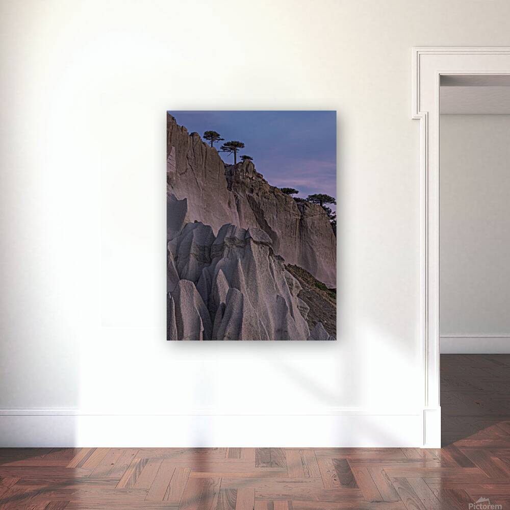 Pehuenco Reproduction