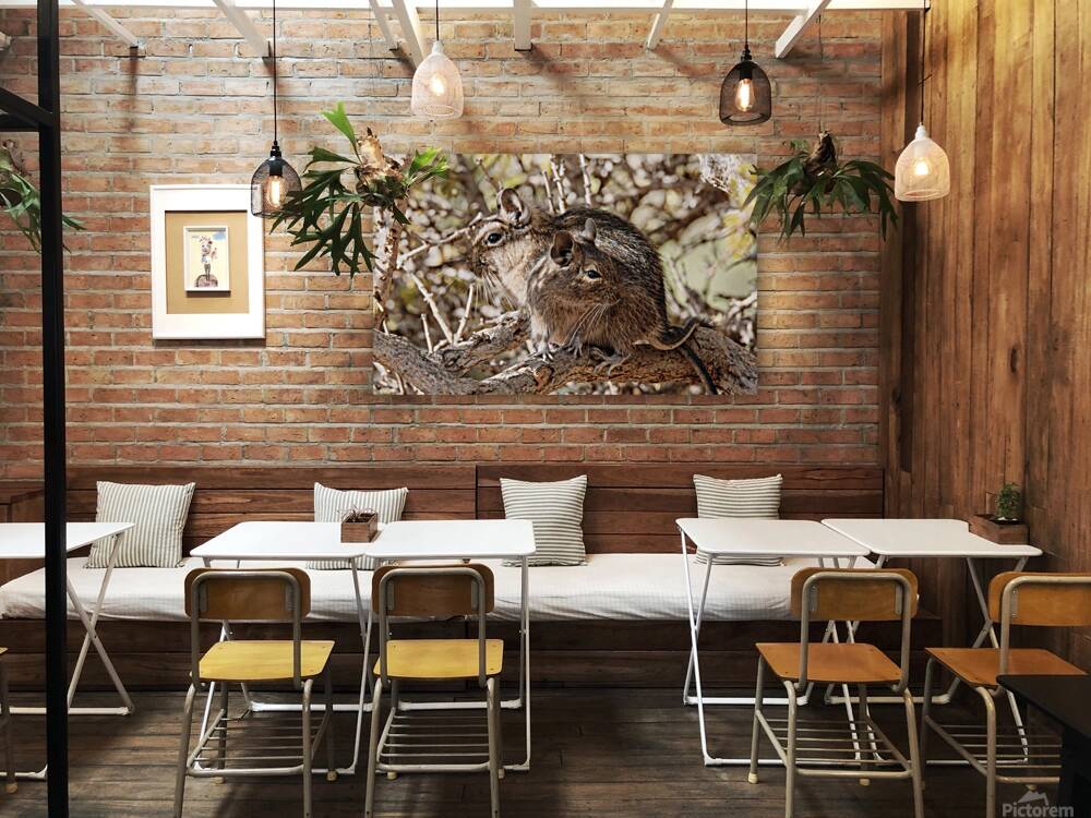 Degu couple Reproduction