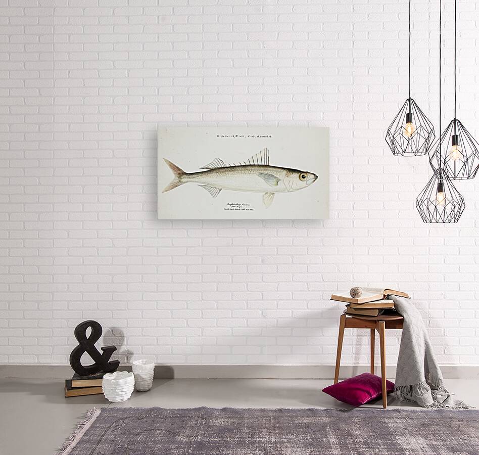 Antique drawing watercolor fish Emmelichthys Nitidus marine life. South Pacific Fishes by Frank Edward Clarke 1849-1899. Reproduction