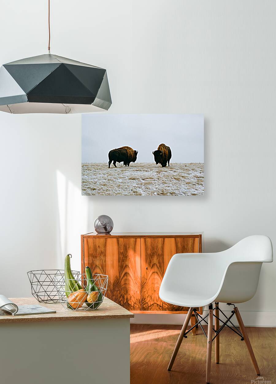 Buffalo By The Badlands 6x4 Reproduction
