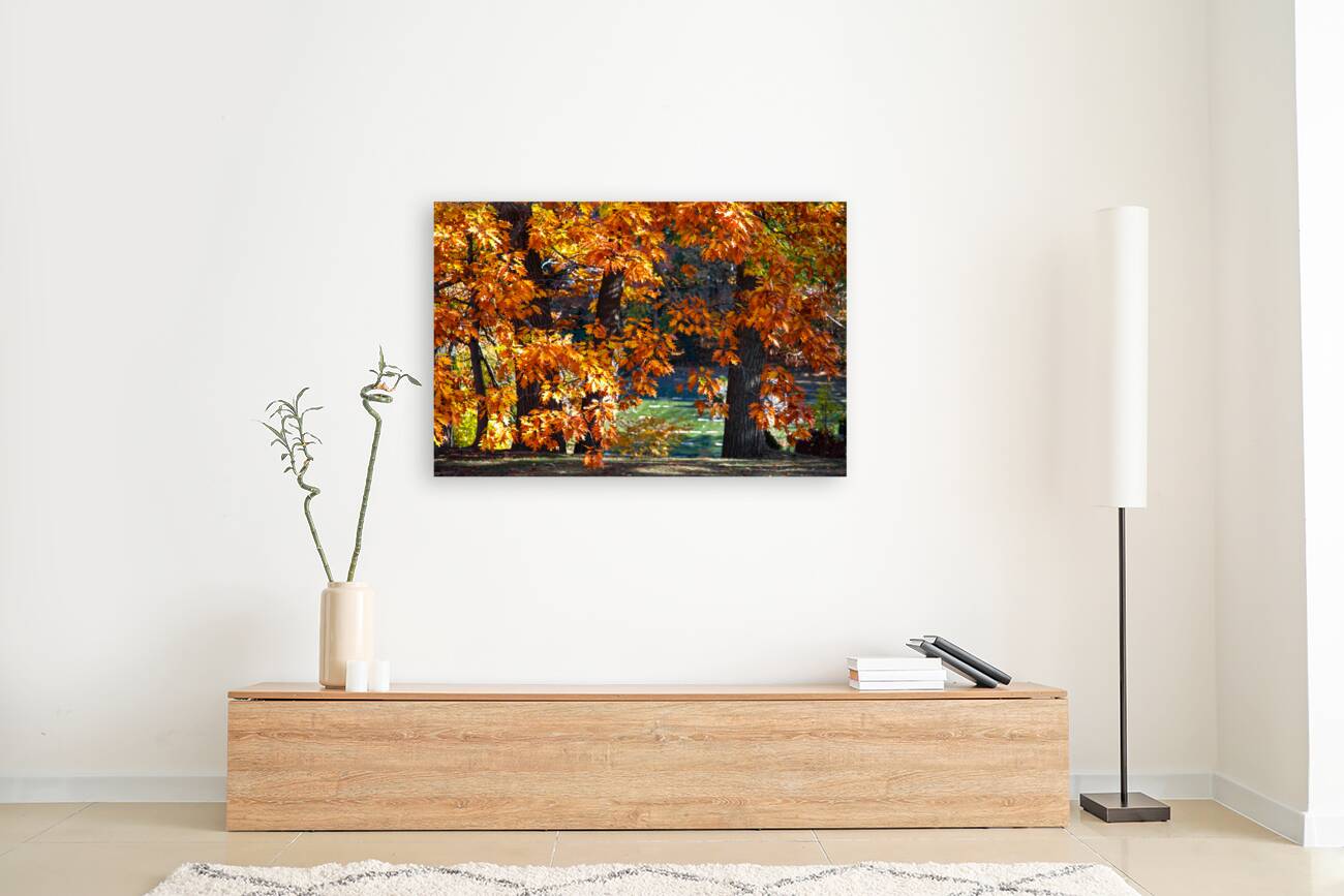 Mighty Oaks in Their Fall Robes Reproduction