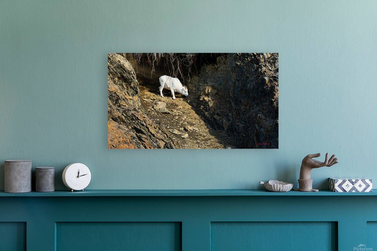 Alone in the draw Reproduction