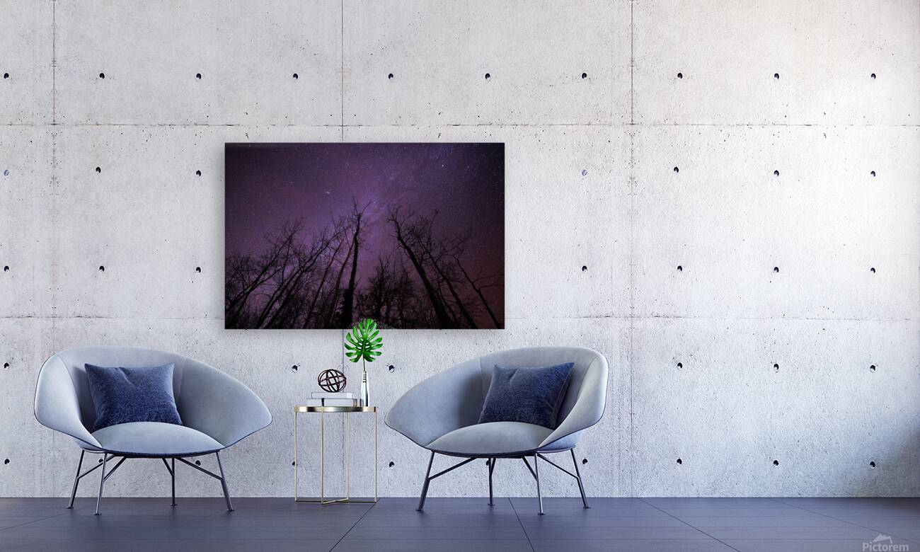 Winters Canopy: Stellar Skies Above Pinehouse Lakes Forest Reproduction