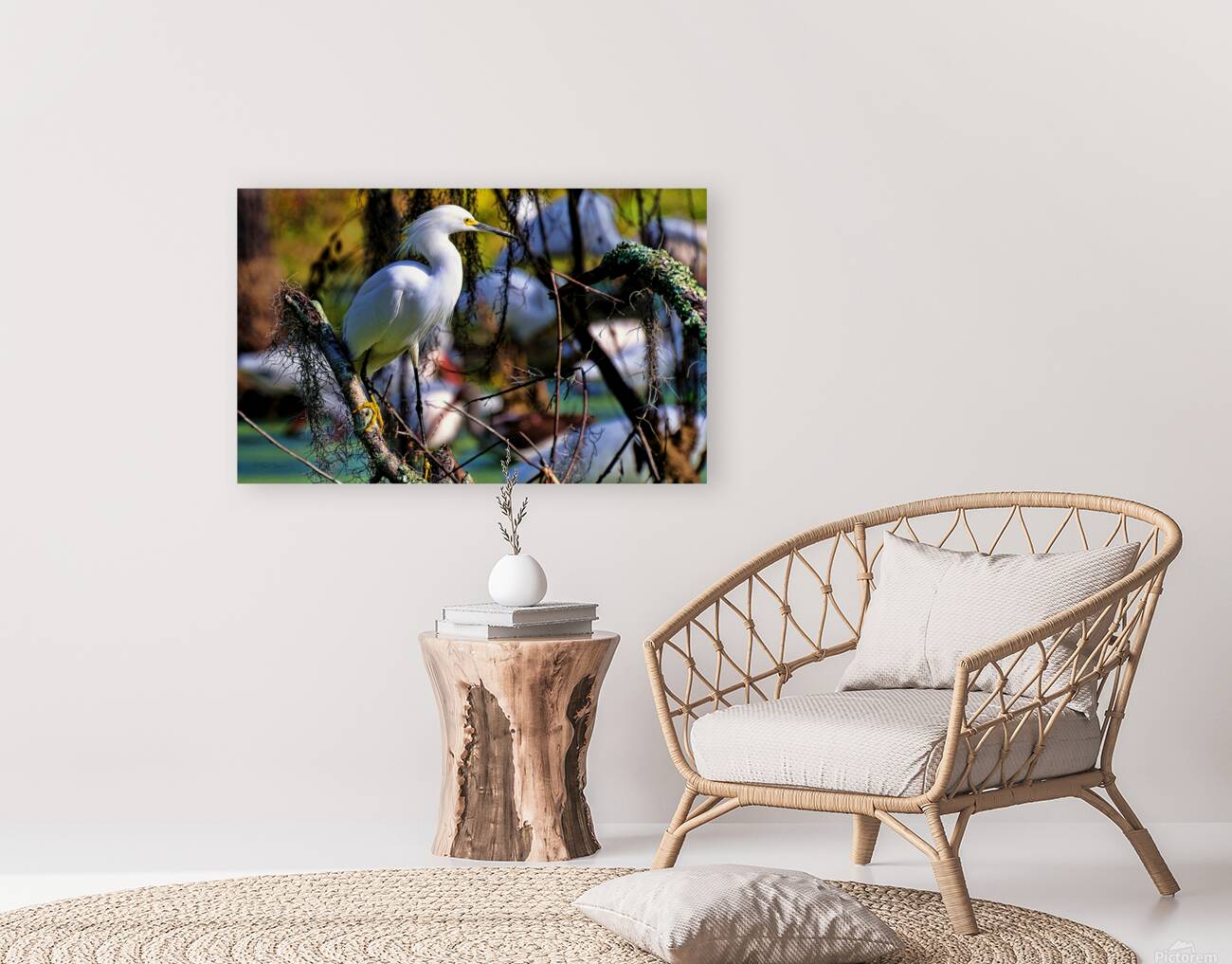 SNOWY EGRET Reproduction