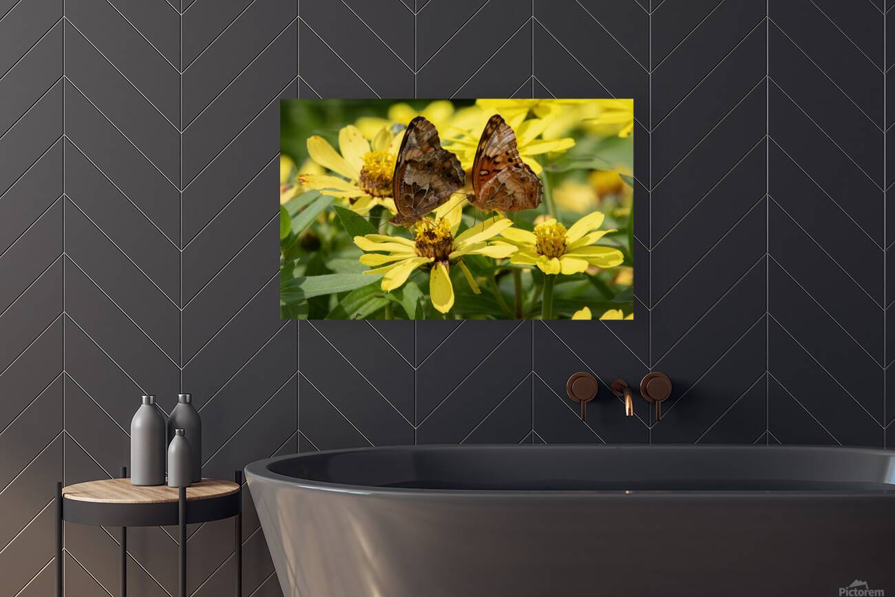 Variegated Fritillaries - Butterfly Courtship on Zinnias Reproduction