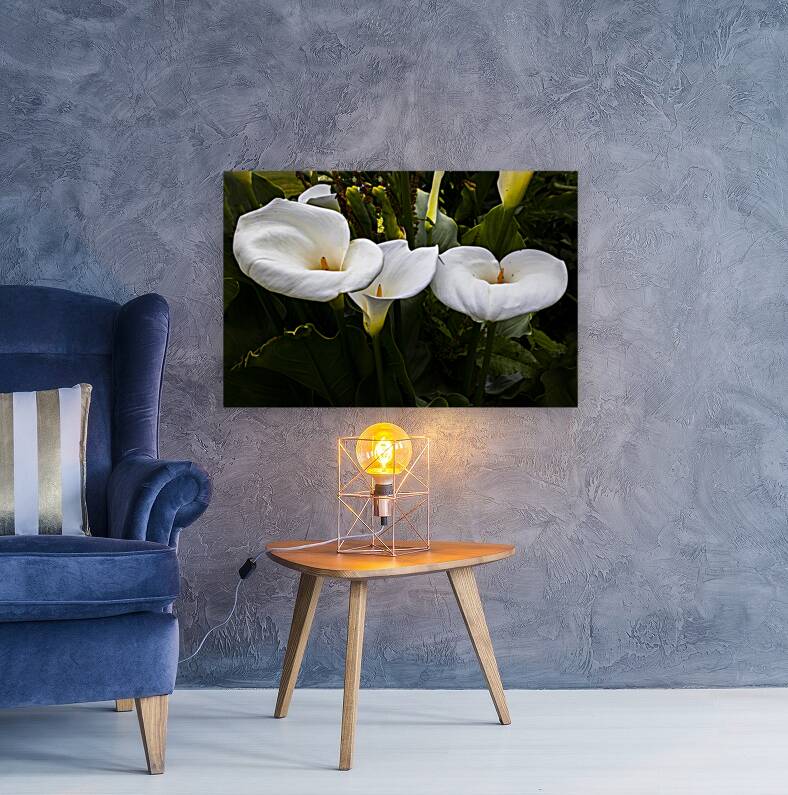 Calla Lily Purity Reproduction