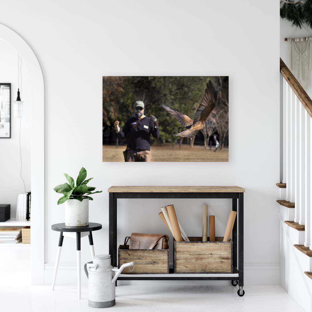 Red Tailed Hawk Falconry Demonstration Reproduction