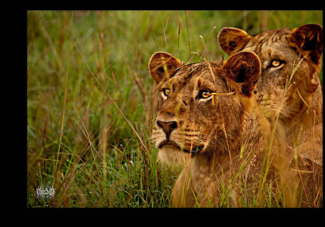 Lion Vogue Reproduction