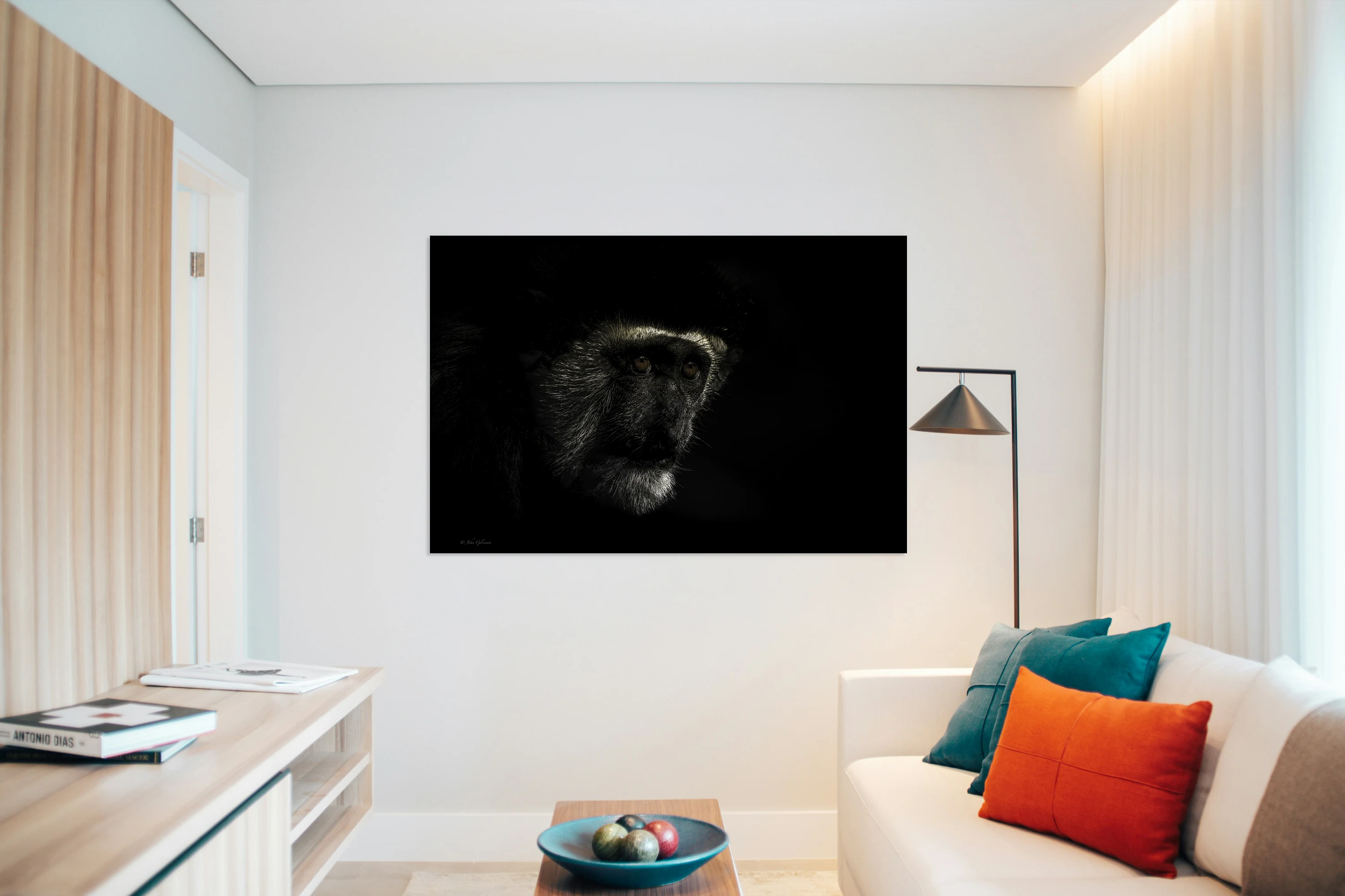 11456 Guereza Monkey