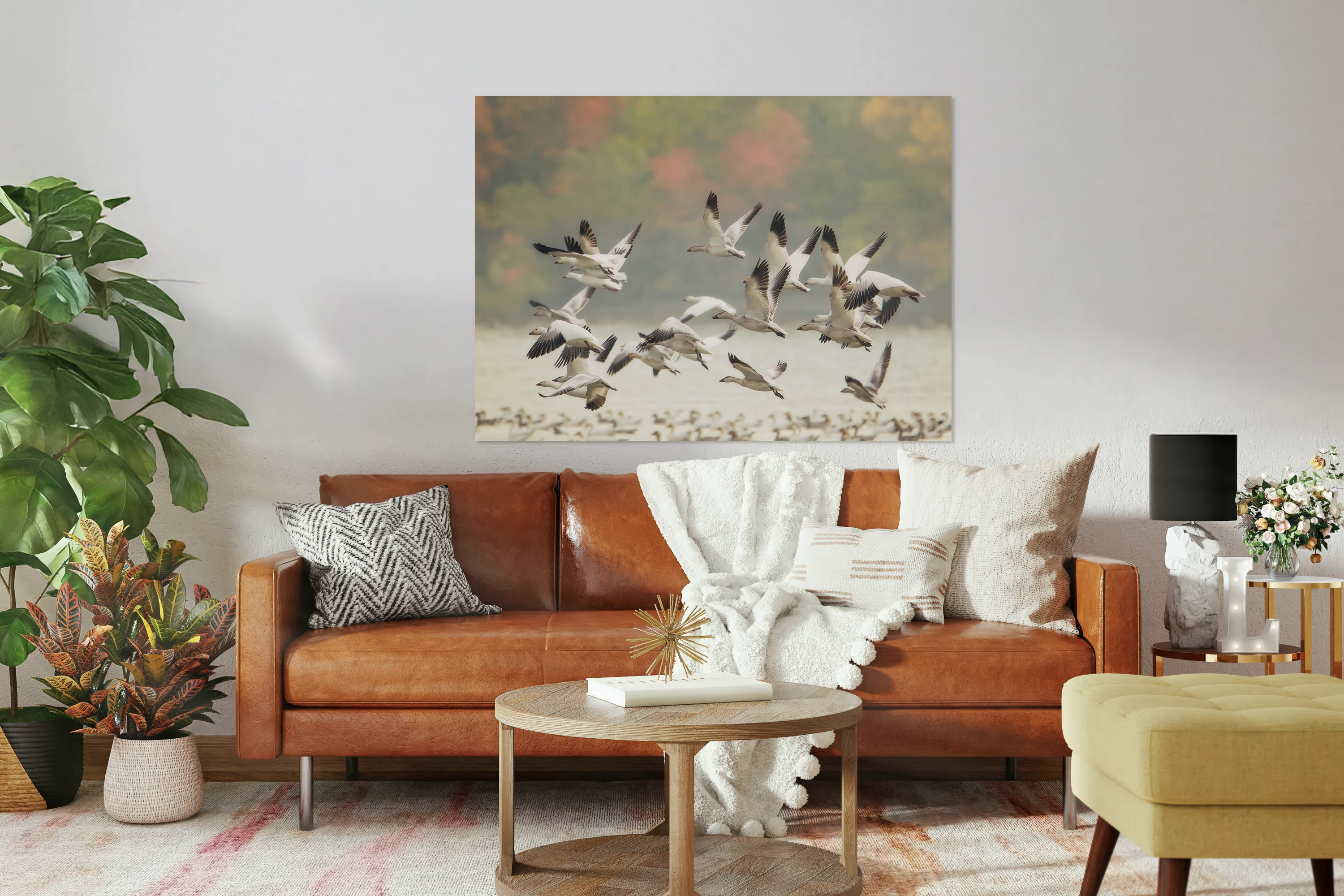 Snow Geese Migration