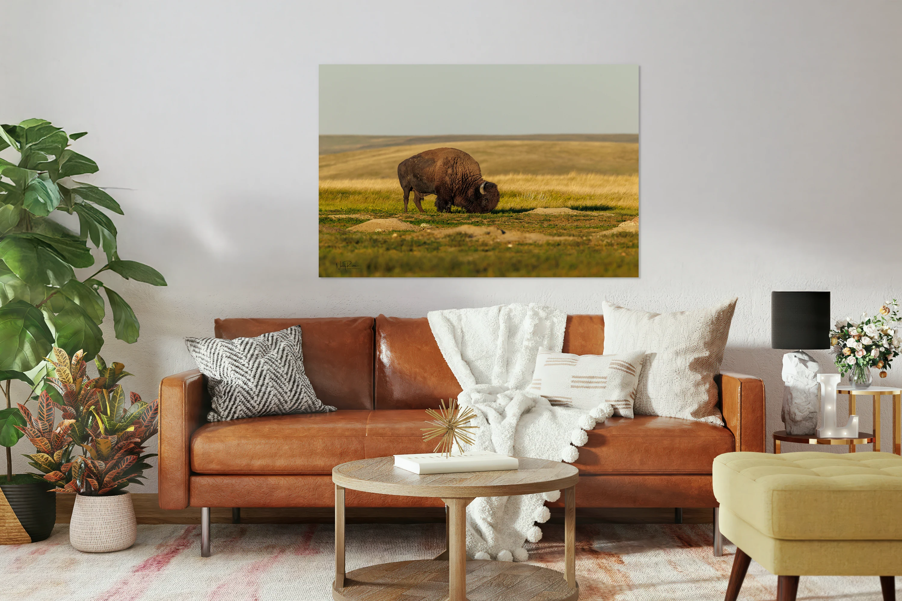 Plains Bison Grazing 