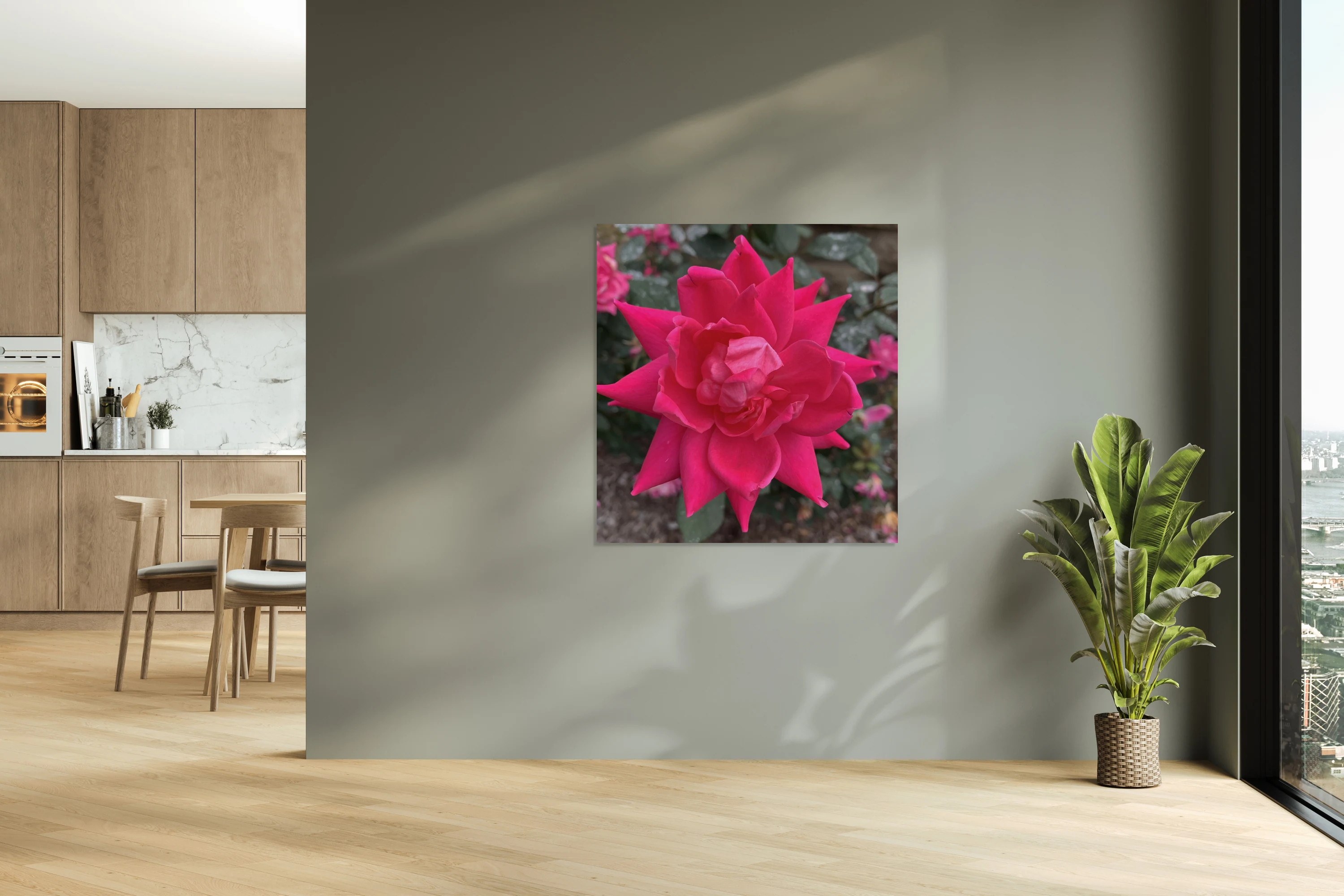 Pink Rose close up