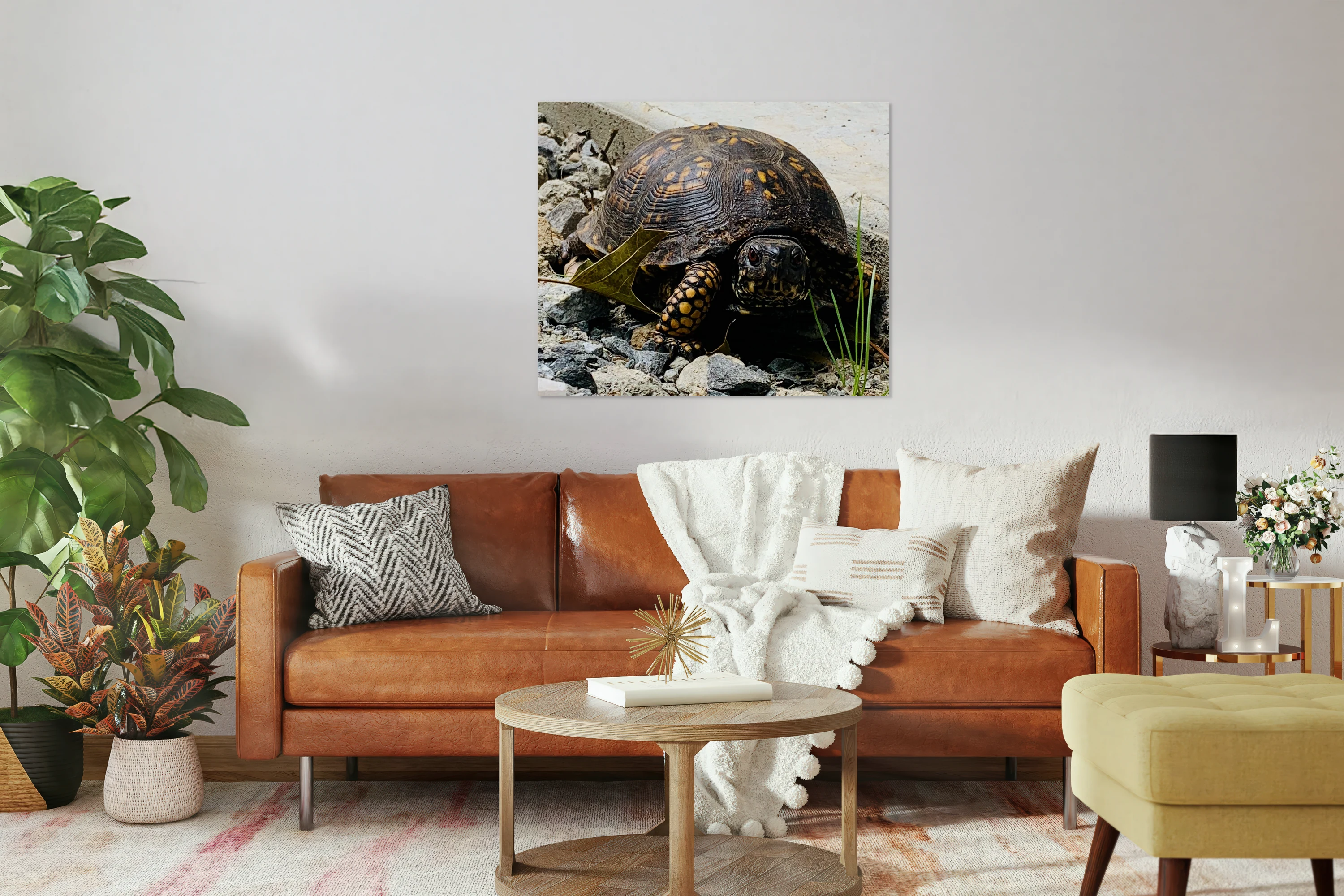 Turtle IMG 8661