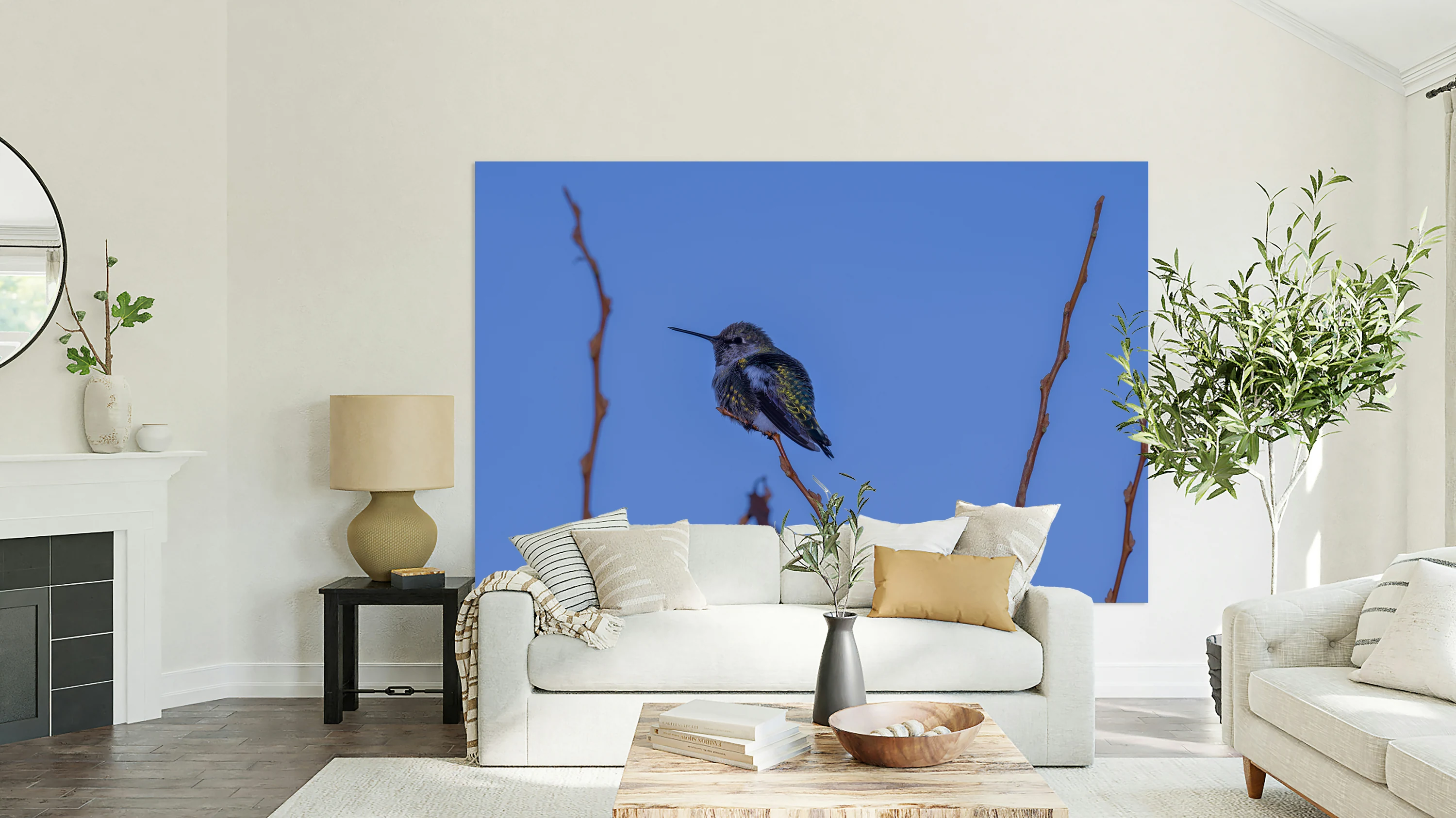 Rufous Hummingbird
