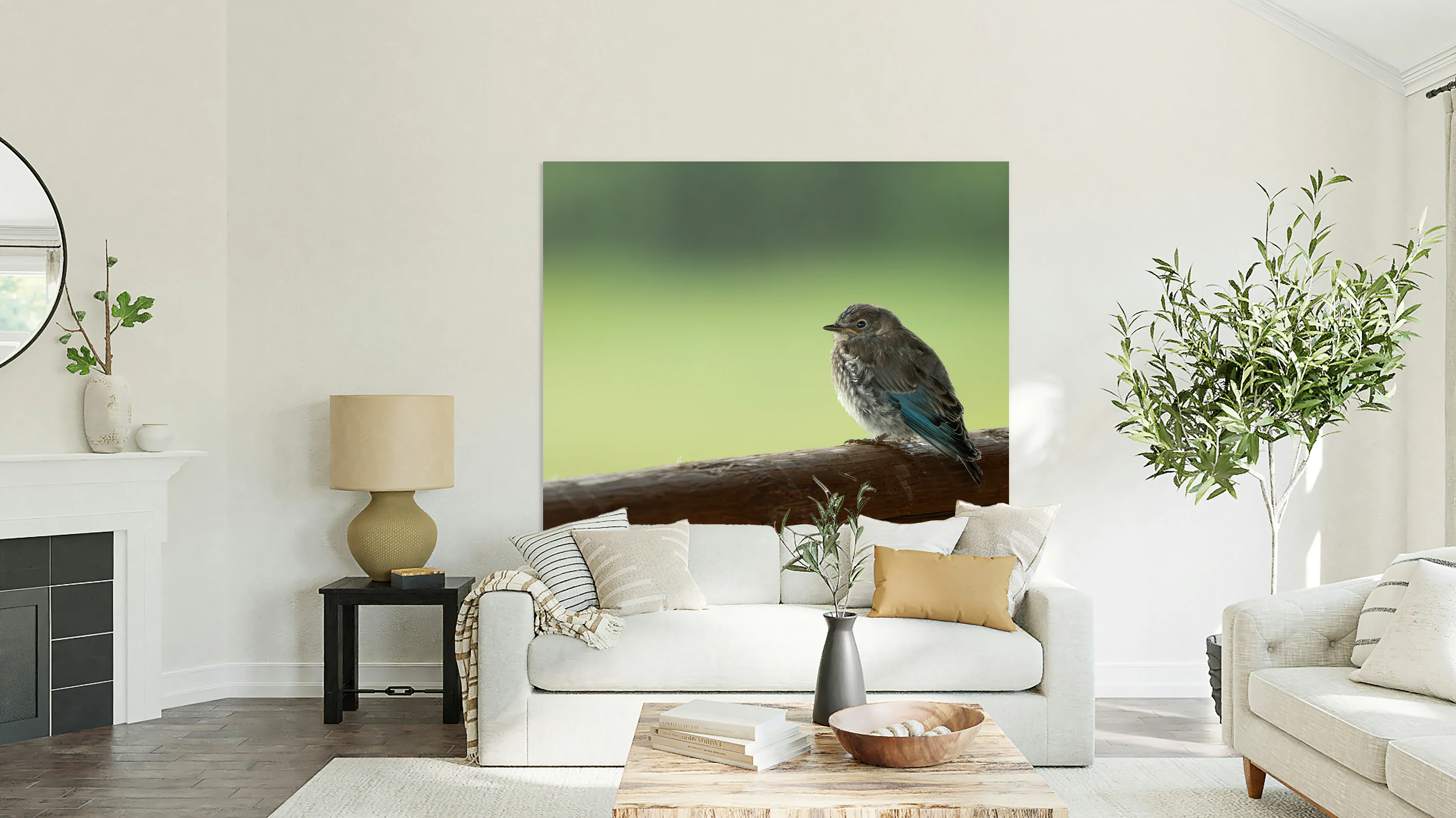 Mountain Bluebird