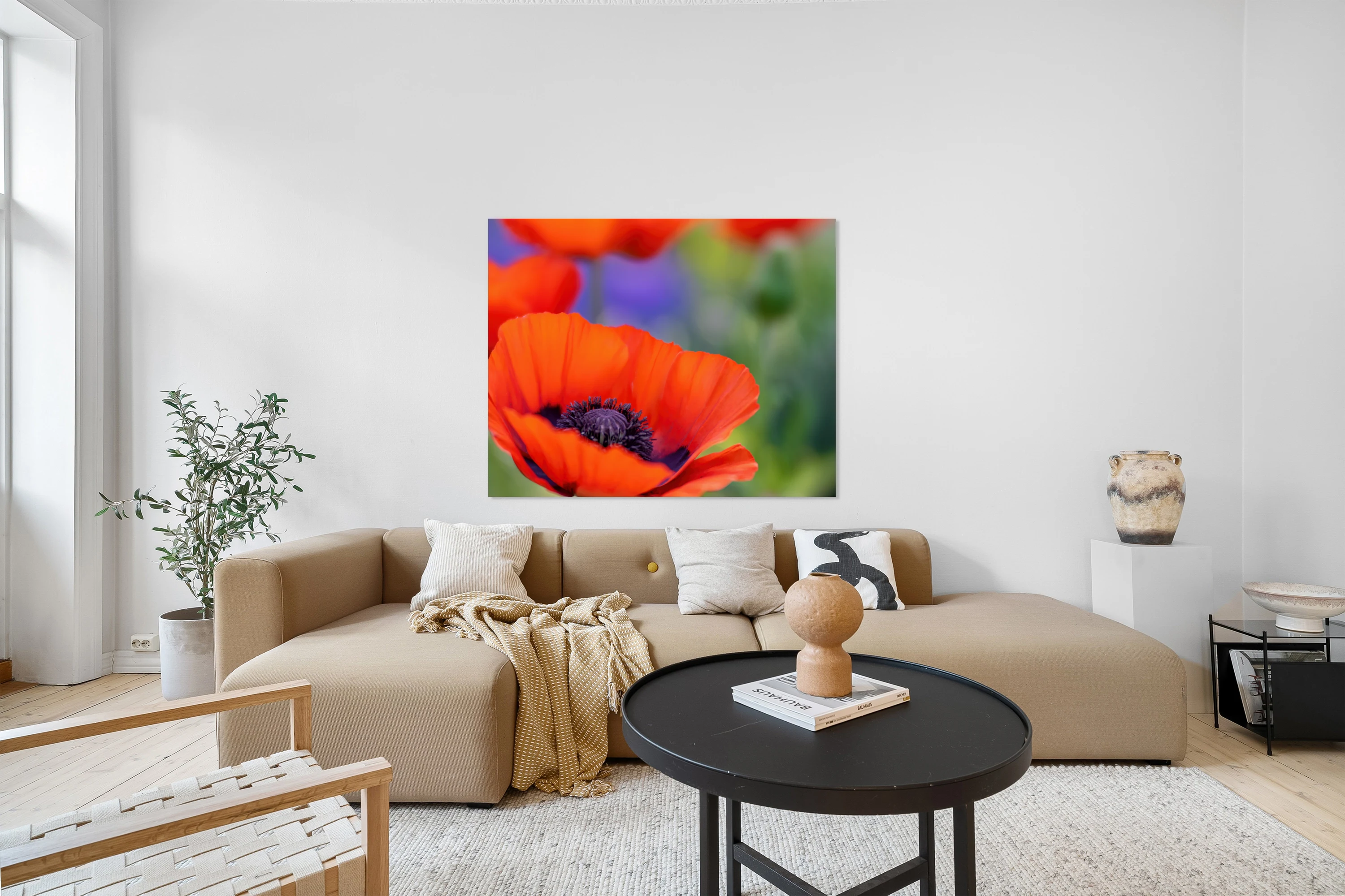 Dreamy Poppies