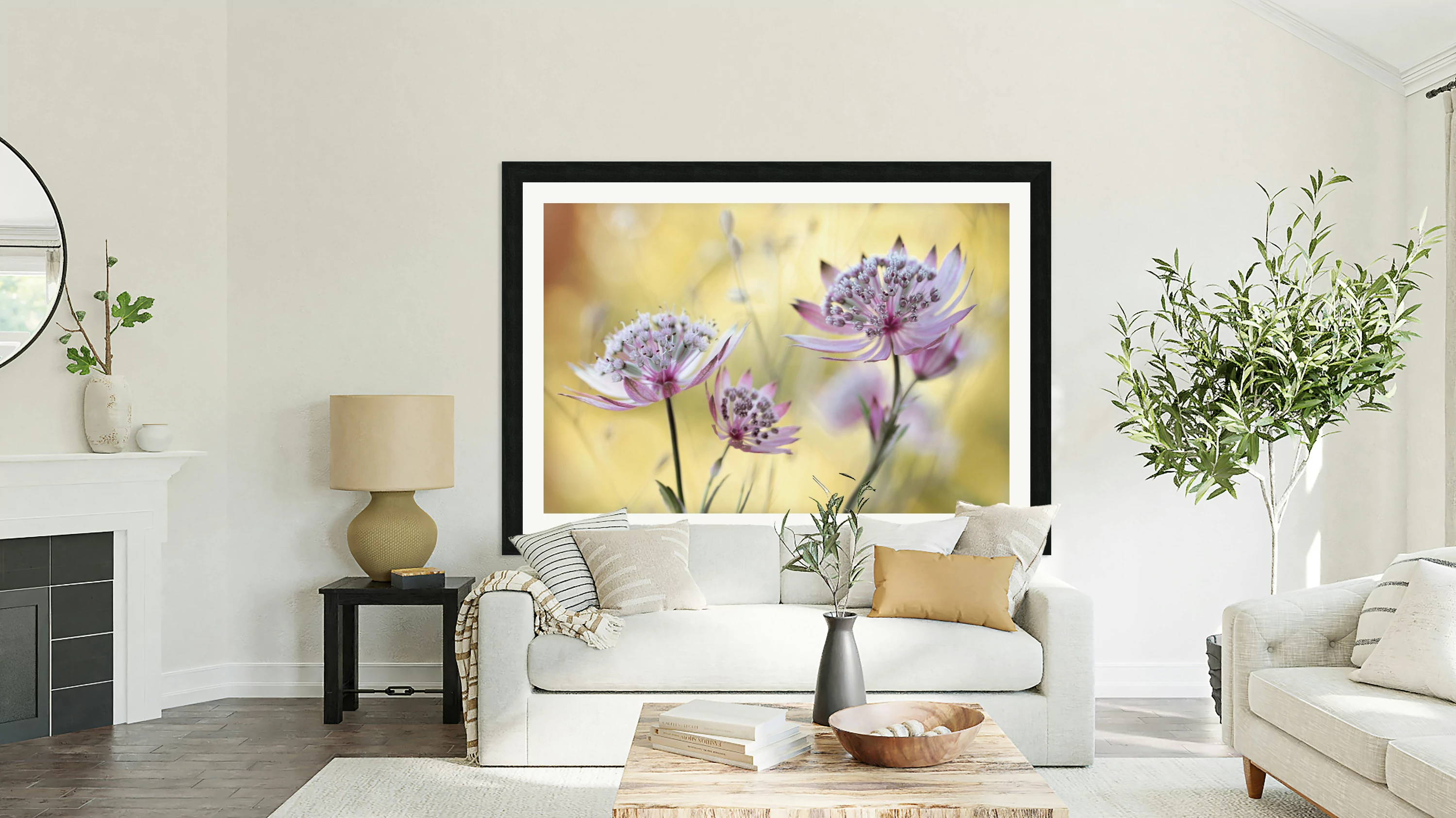 Astrantia