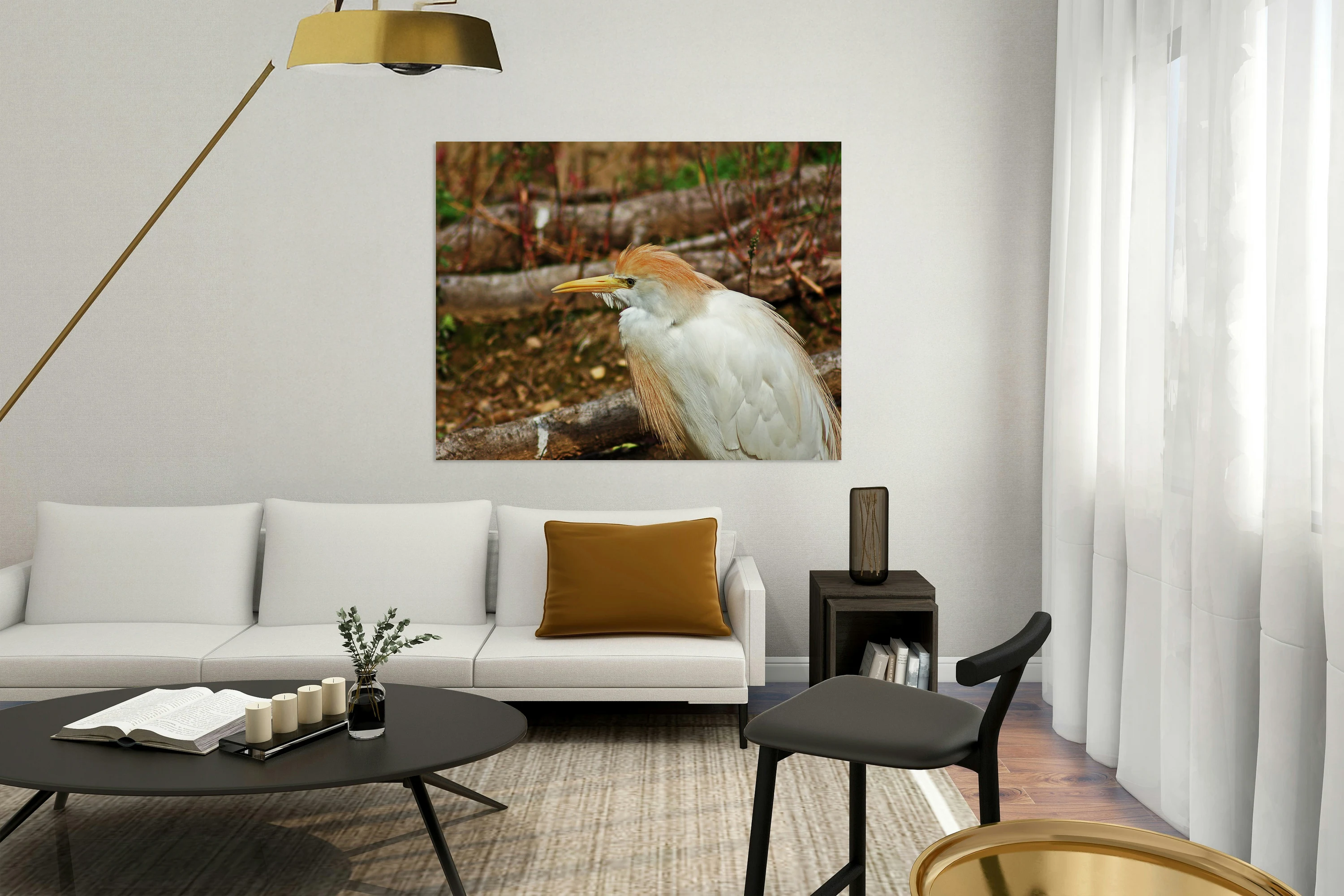 Cattle Egret Portrait