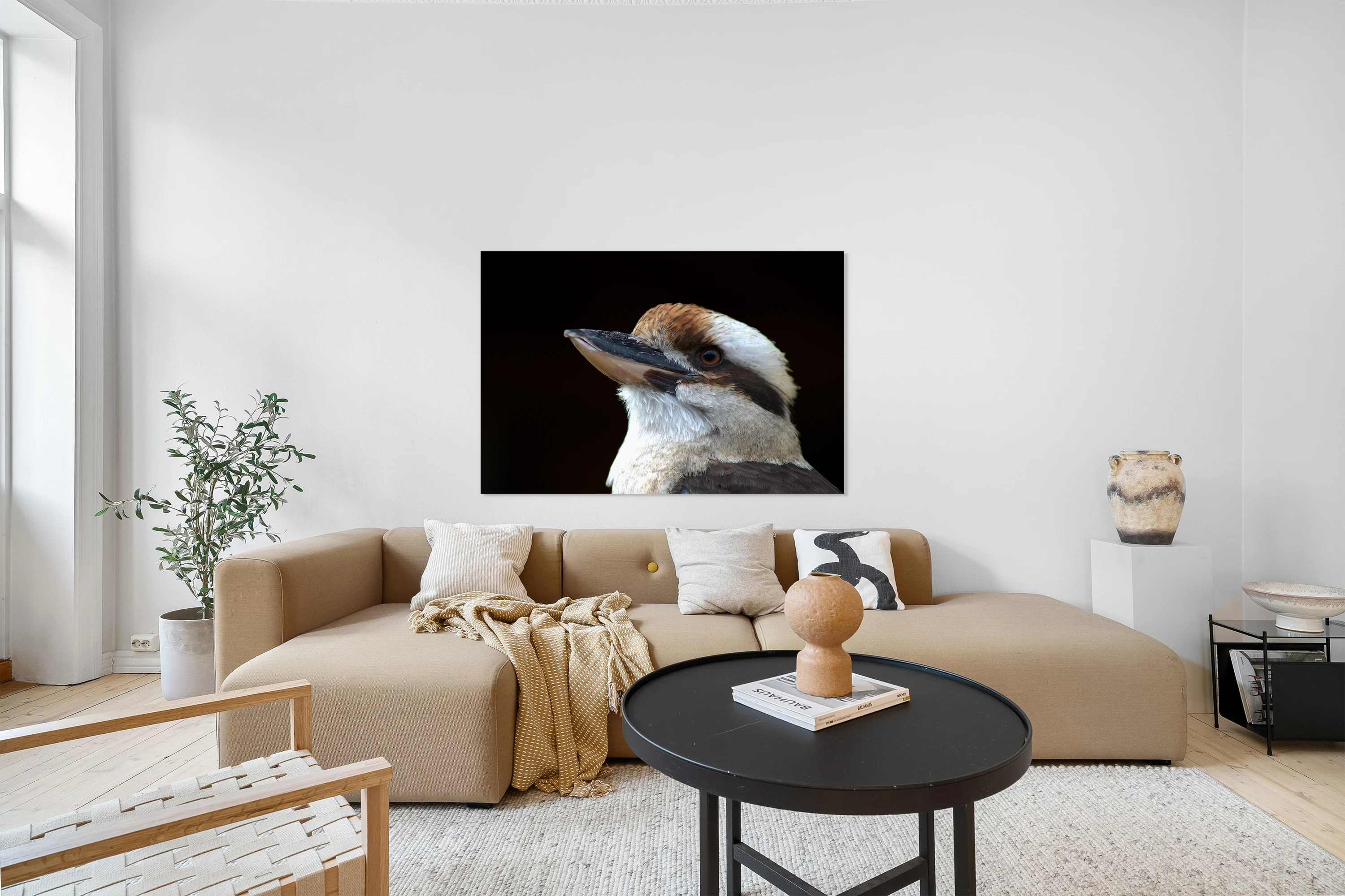 Laughing Kookaburra