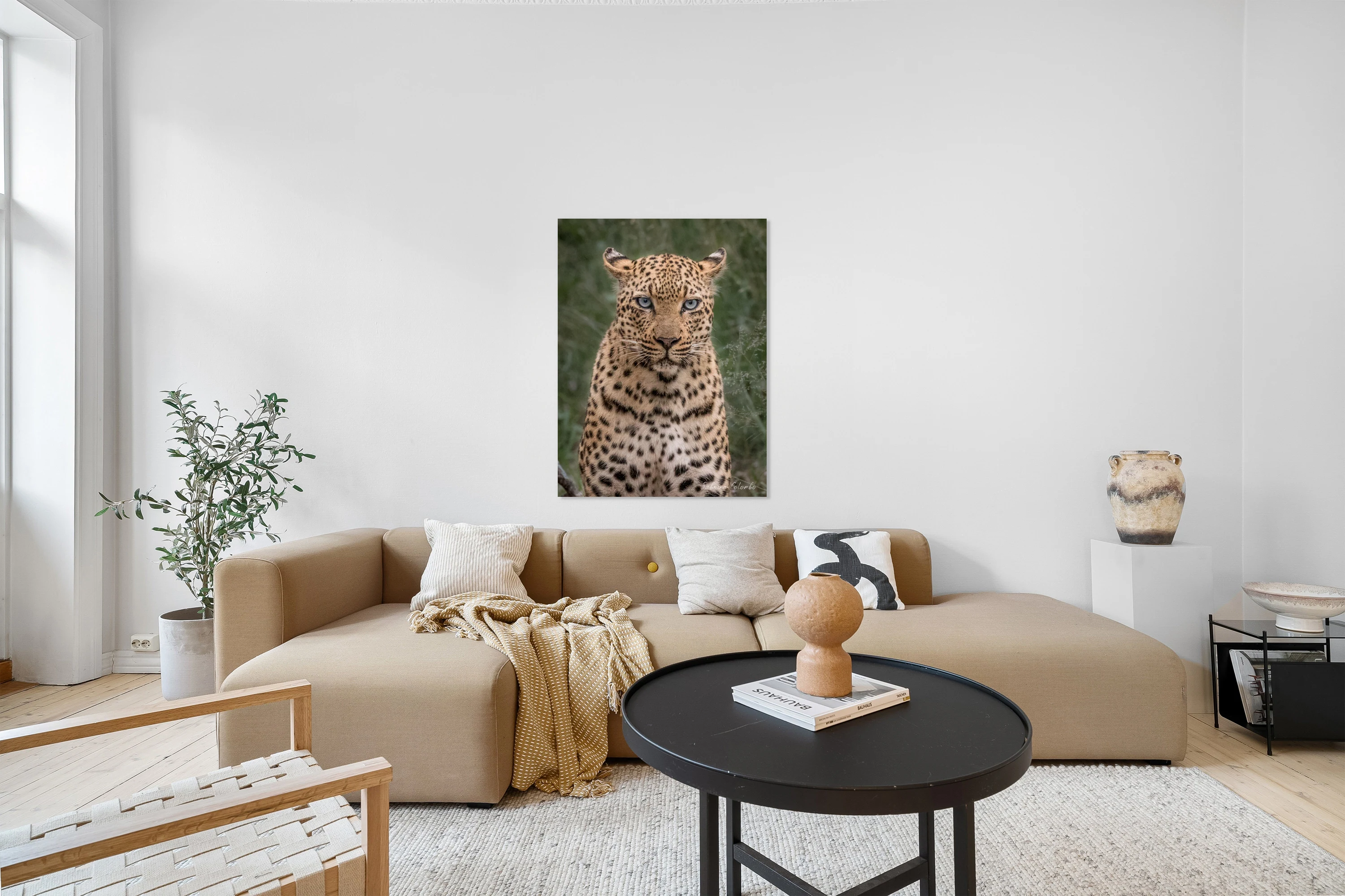Leopard female