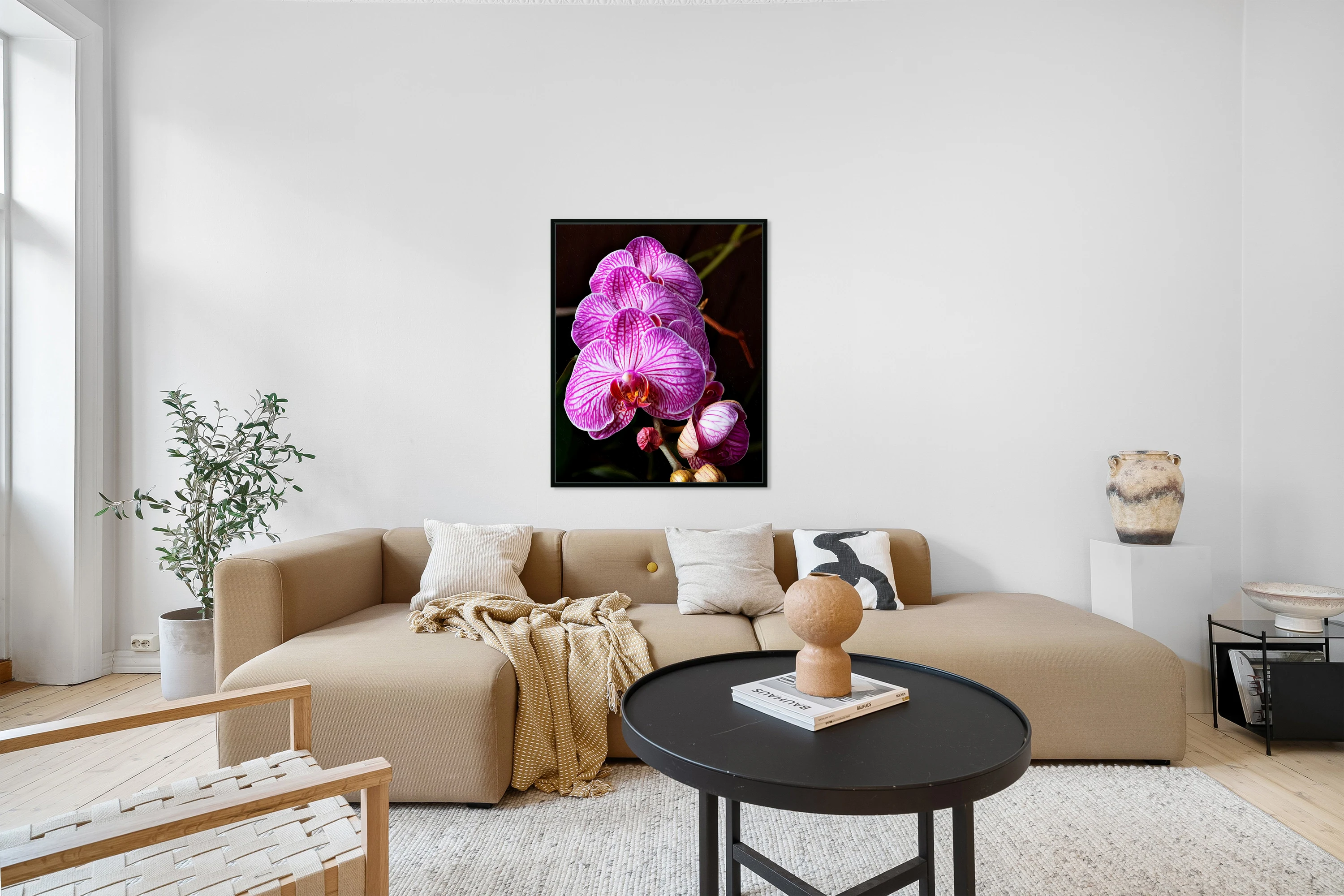 Orchid 8