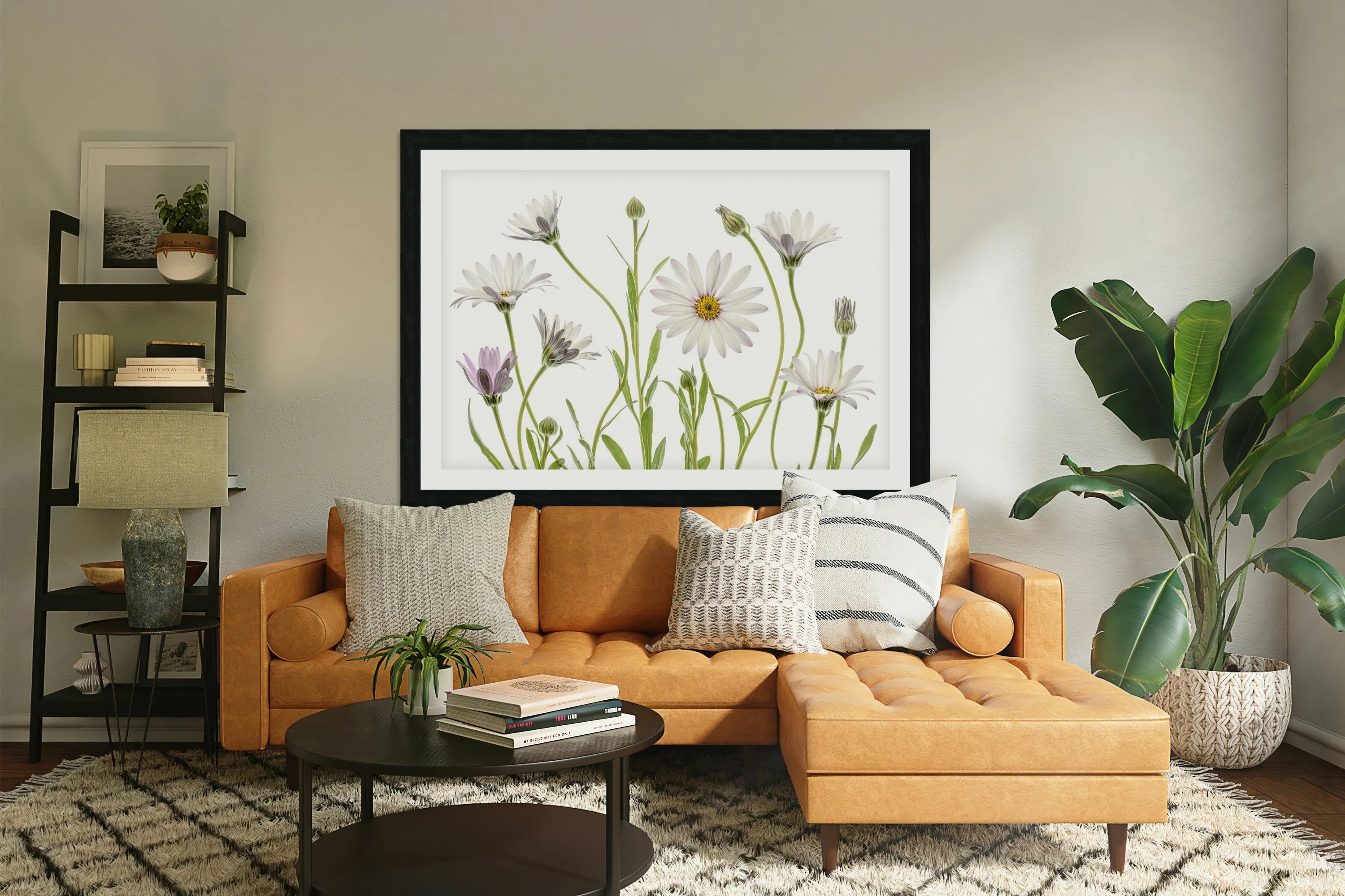 Cape Daisies