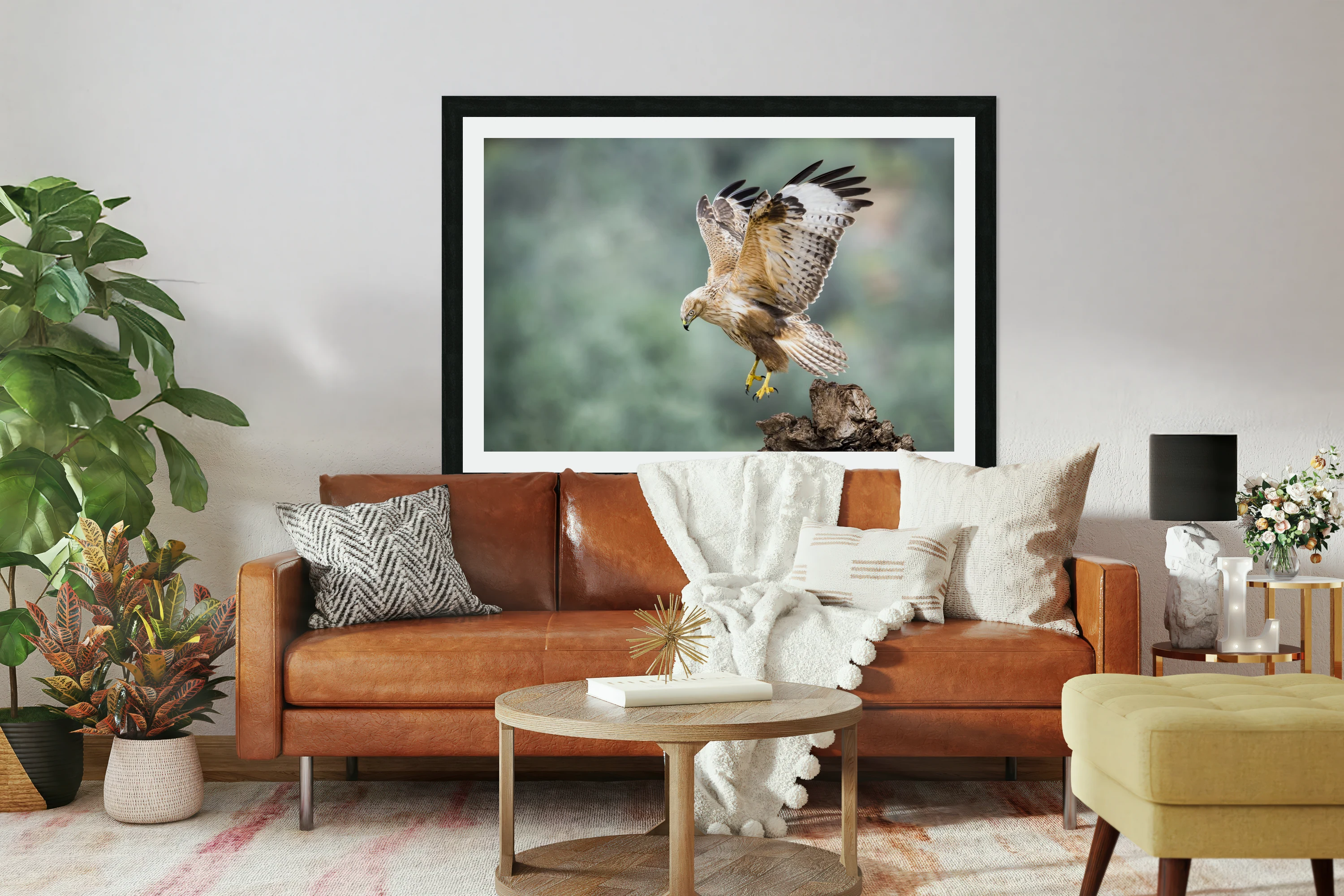 Buteo rufinus