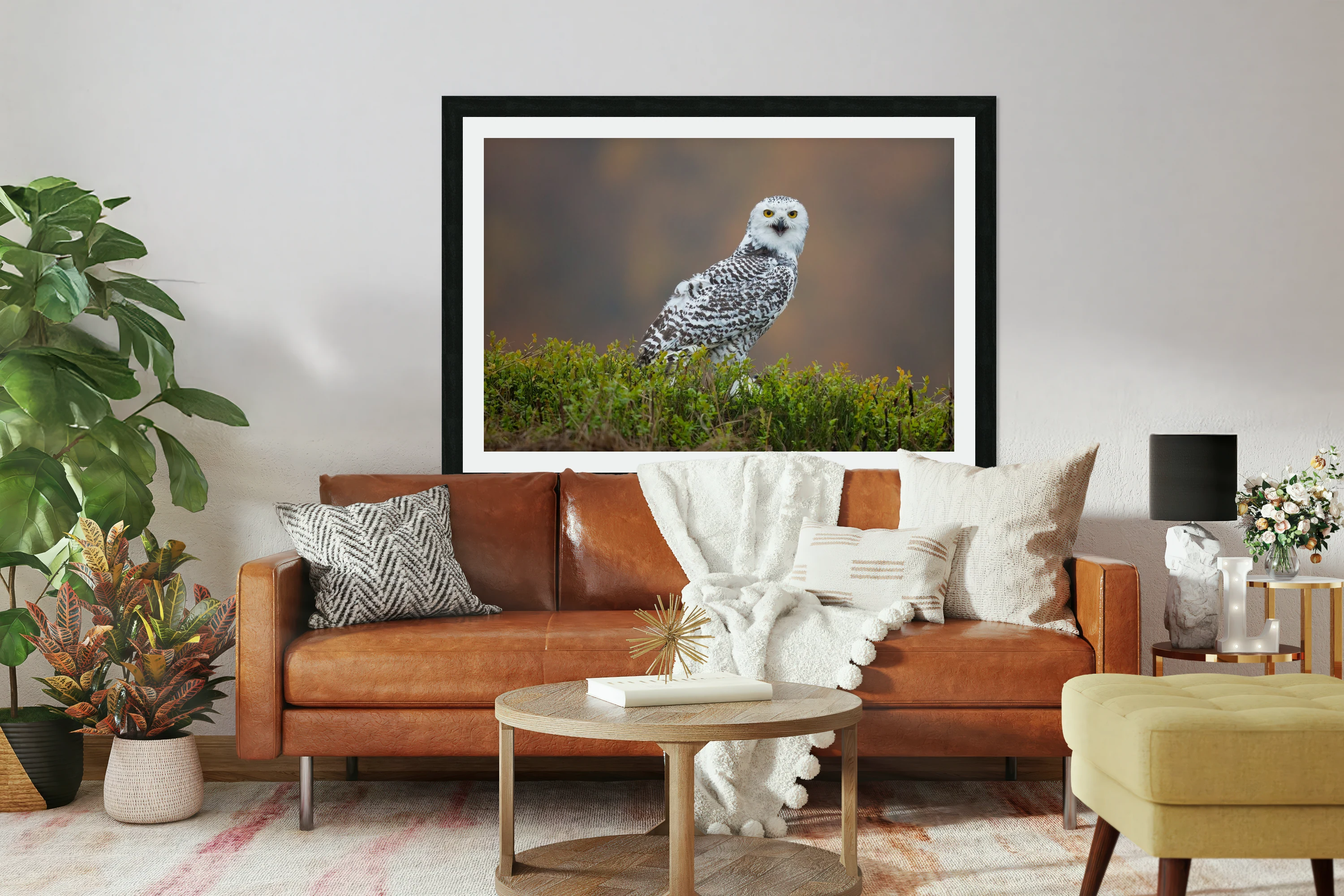 Snowy Owl