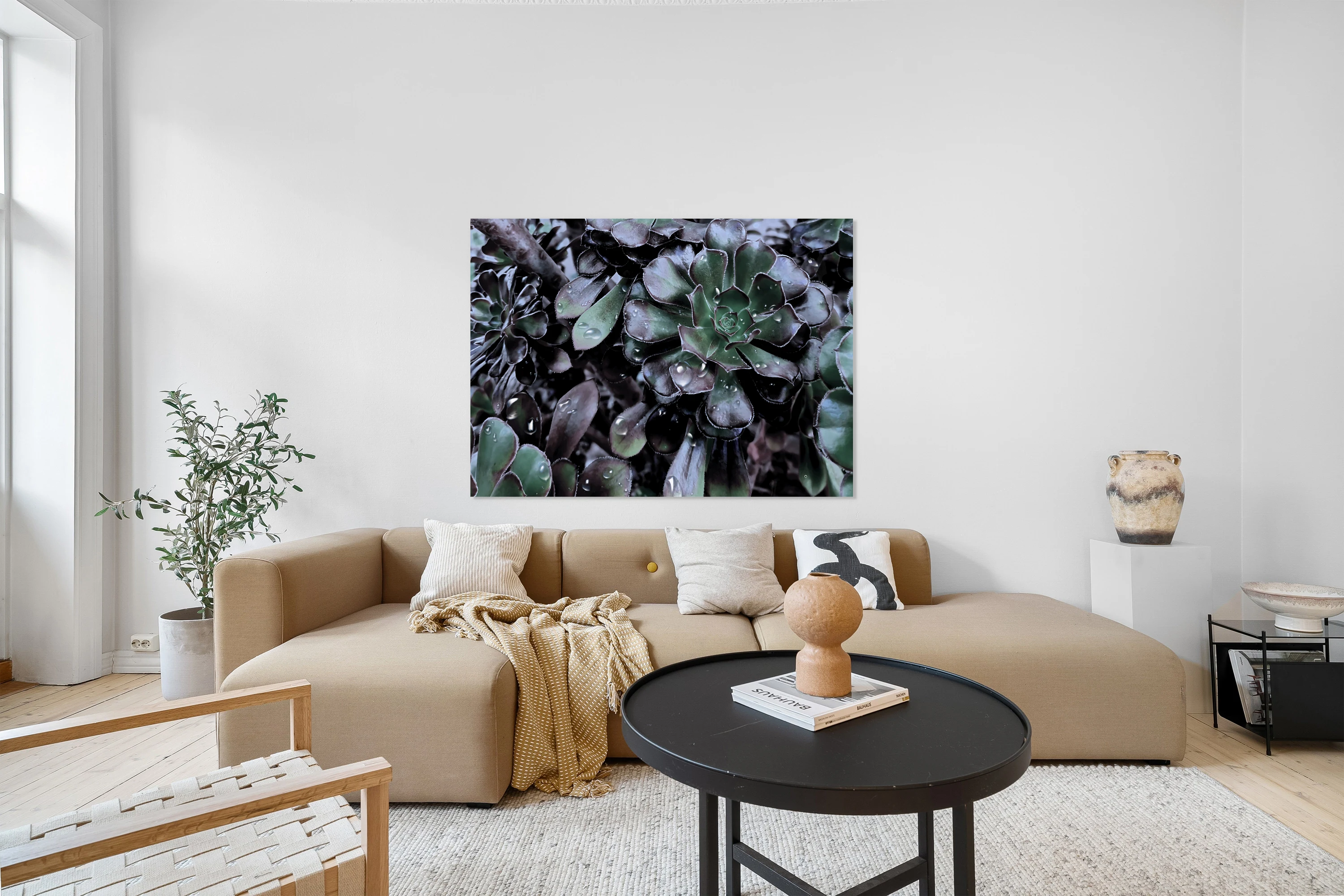 Calming  Succulents 