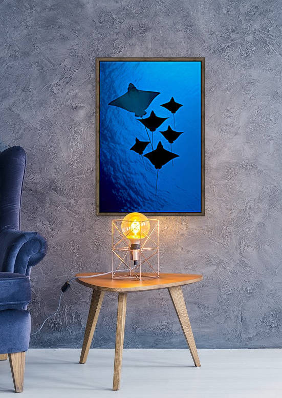 [Dc] Galapagos, Six Spotted Eagle Rays (Aetobatus Narinari) View From Below B1924 by PacificStock