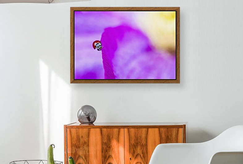 A ladybug on a pink clematis;British columbia canada by PacificStock