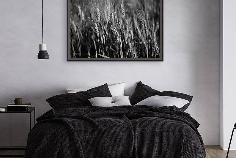 Black and white image of barley grain in the rolling fields in Palouse County of Eastern Washington; Washington, United States of America by PacificStock
