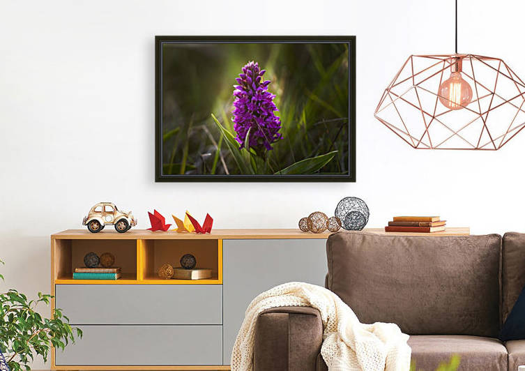 Close up of a pink hyacinth; South Shields, Tyne and Wear, England by PacificStock
