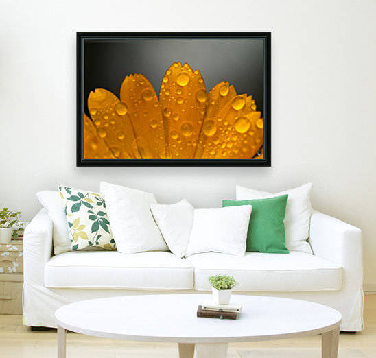 Close up of water droplets on orange flower petals; South Shields, Tyne and Wear, England by PacificStock