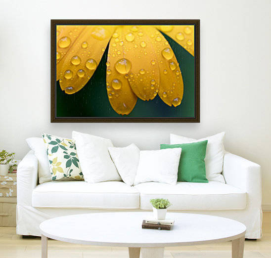 Close up of water droplets on yellow flower petals; South Shields, Tyne and Wear, England by PacificStock