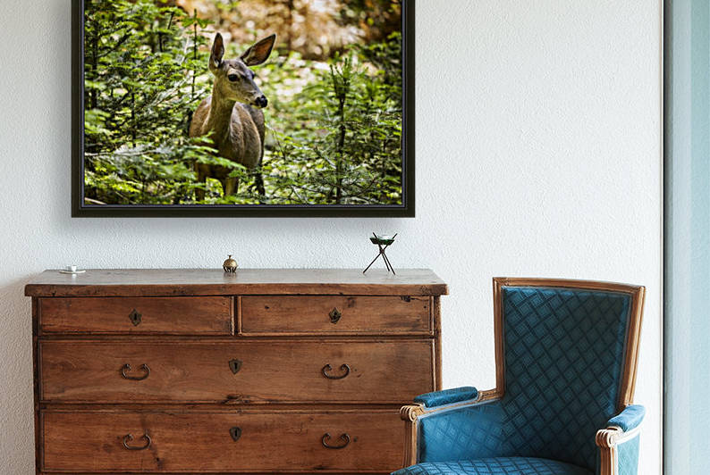 Mule deer (Odocoileus hemionus), Sequoia National Park; California, United States of America by PacificStock