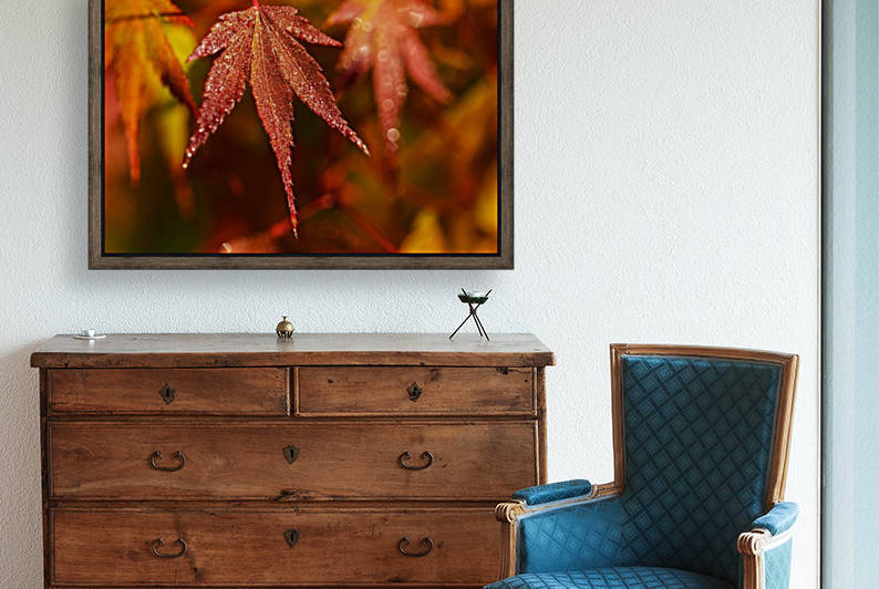 Japanese Maple (Acer palmatum) turning red in the autumn; Astoria, Oregon, United States of America by PacificStock