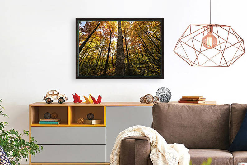 Looking up at the colourful canopy of leaves of Algonquin Park; Ontario, Canada by PacificStock