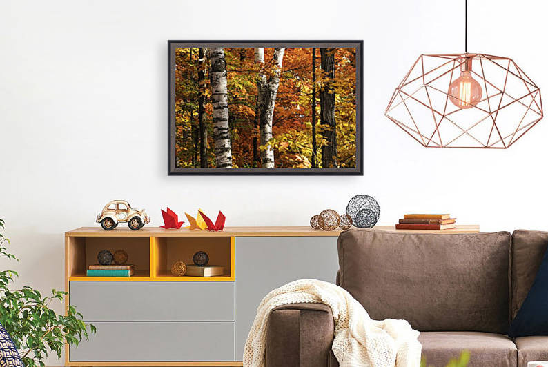 The colourful leaves and birch tree trunks in Algonquin Park; Ontario, Canada by PacificStock