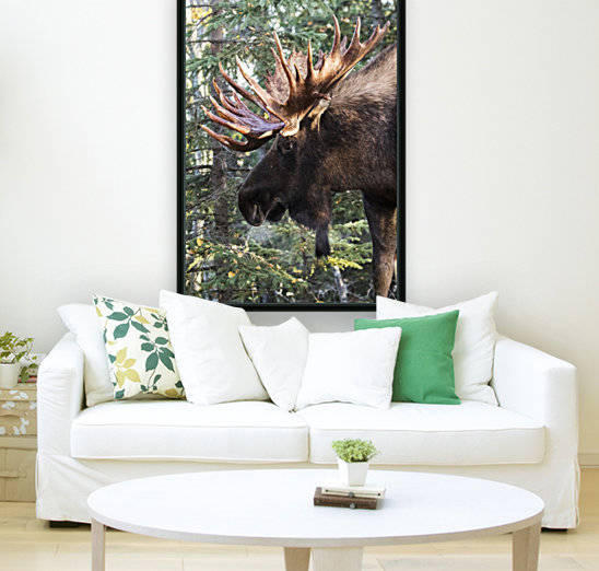 Bull moose (alces alces) with antlers standing beside trees in a forest, South-central Alaska; Alaska, United States of America by PacificStock