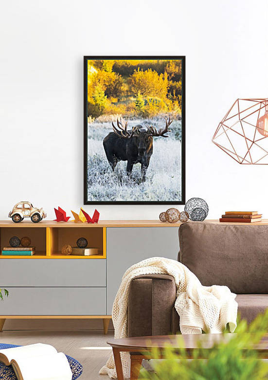 Bull moose (alces alces) in a frosty field in autumn at sunrise on a cold morning, South-central Alaska; Anchorage, Alaska, United States of America by PacificStock