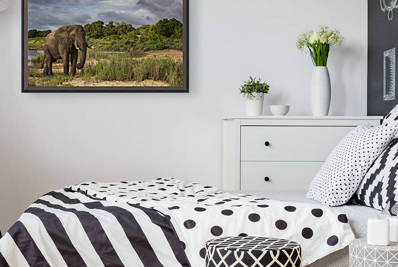 African Elephant (Loxodonta) walking in Sabi Sand Game Reserve; South Africa by PacificStock