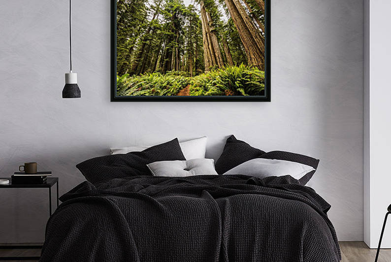 Redwood trees, Lady Bird Jonhson Grove, Redwood National and State Parks; California, United States of America by PacificStock