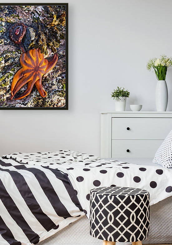 Detail view of sea stars and anemones in a tidal pool, Hesketh Island, Homer, Southcentral Alaska, USA by PacificStock