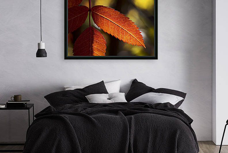 Close up of colourful mountain ash leaves in autumn back lit by the sun; Calgary, Alberta, Canada by PacificStock