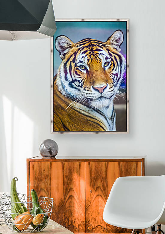 Portrait of Bengal Tiger (panthera tigris tigris) endangered species, captive; Chippewa Falls, Wisconsin, United States of America by PacificStock