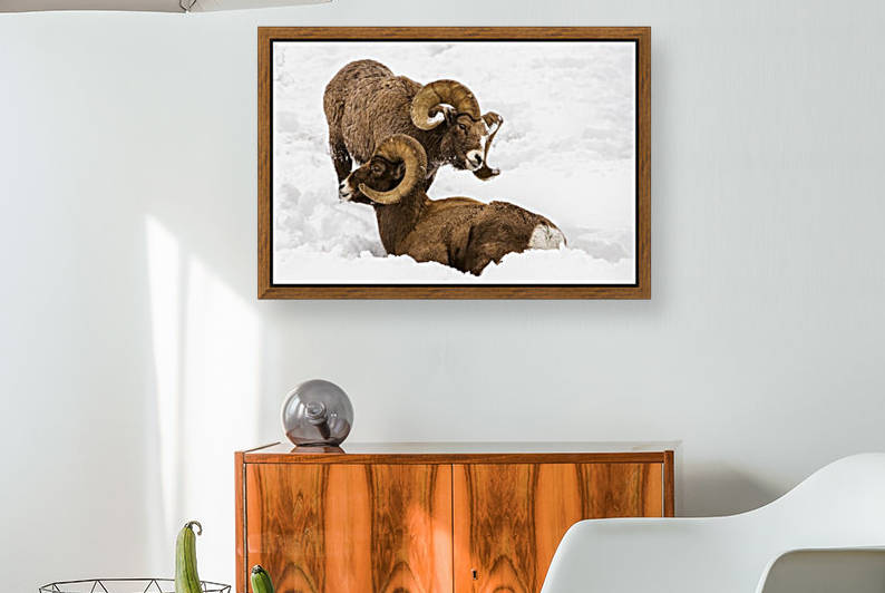 Large Bighorn Ram (Ovis canadensis) approaches another large Bighorn ram lying in the snow, Shoshone National Forest; Wyoming, United States of America by PacificStock