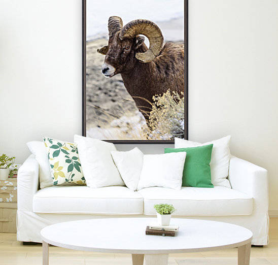Close up of Bighorn ram (ovis canadensis) with broomed (splintered) horn tips resulting from butting heads with other rams, Shoshone National Forest; Wyoming, United States of America by PacificStock